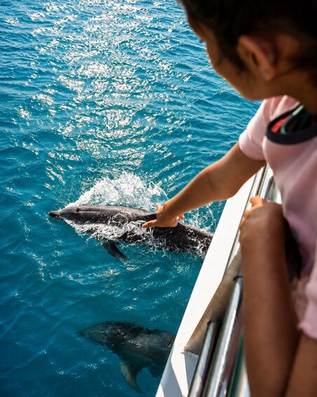 Picture 4 for Activity Port Stephens: Dolphin Discovery Cruise 2