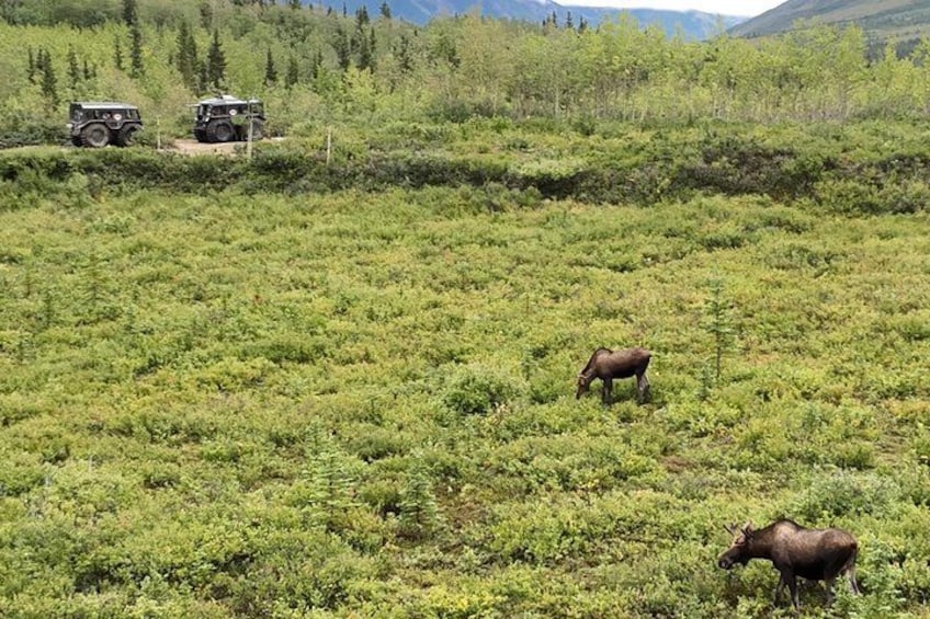 Un élan se trouve dans un champ herbeux, avec deux véhicules tout-terrain en arrière-plan. 3