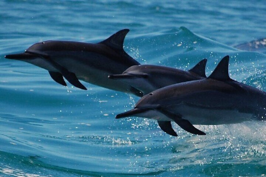 Two dolphins jumping out of the water. 5