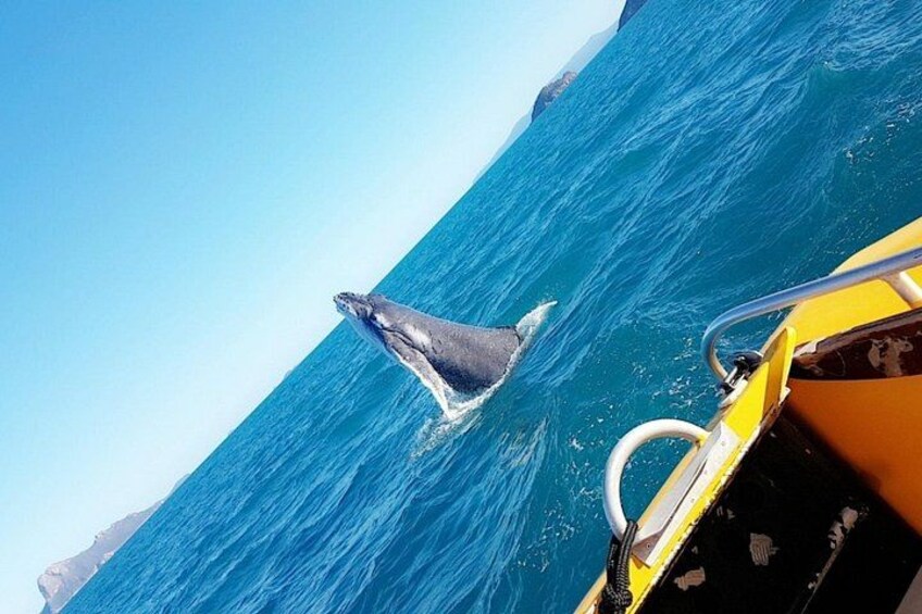 A whale breaching the ocean surface near a boat. 2