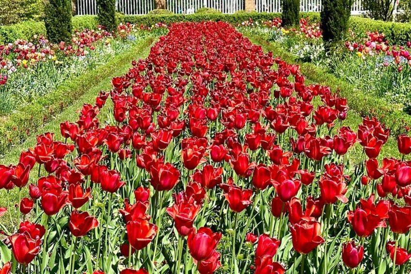 Red tulips adorn our Governor's gardens in the Spring 2