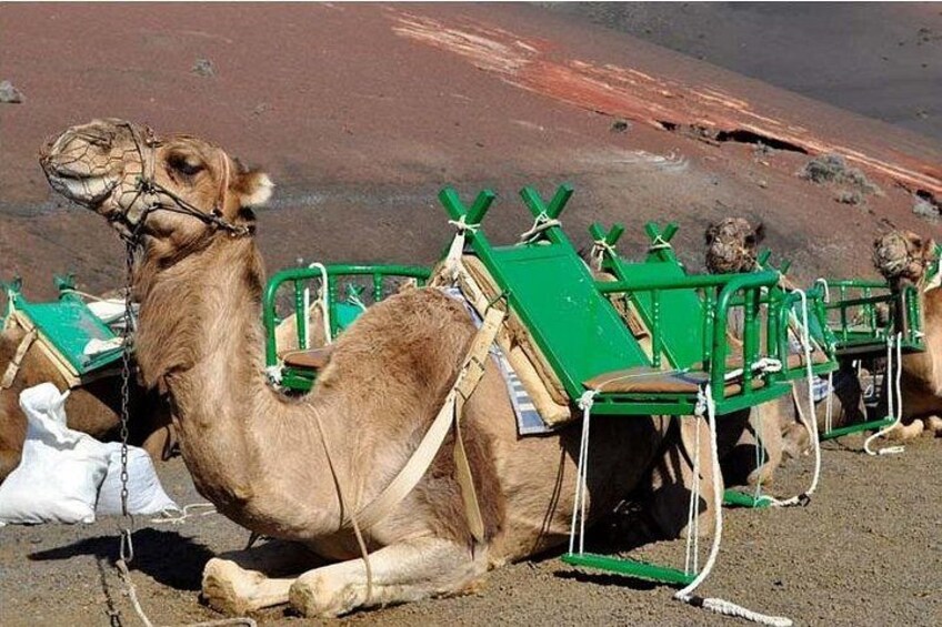 Tour to Timanfaya, Jameos del Agua, Cueva de los Verdes and viewpoint from the cliff 5