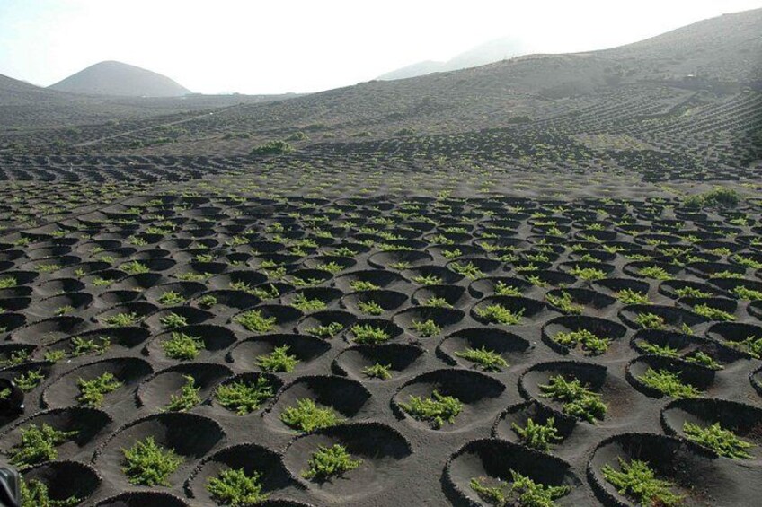 Tour to Timanfaya, Jameos del Agua, Cueva de los Verdes and viewpoint from the cliff 2