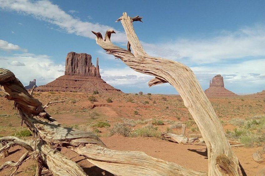 A desert landscape with a prominent rock formation in the background and a twisted tree in the foreground. 3