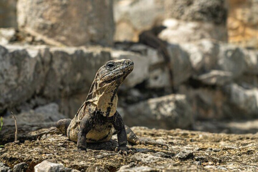 Home to many iguanas