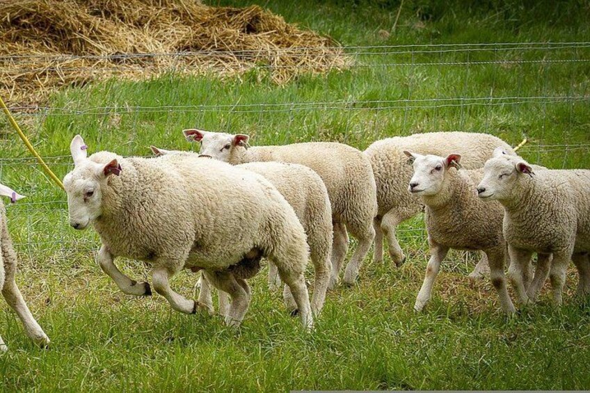 A group of sheep in a grassy field with a fence in the background. 2