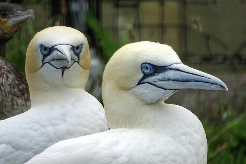 Deux oiseaux aux plumes blanches et aux yeux bleus. 2
