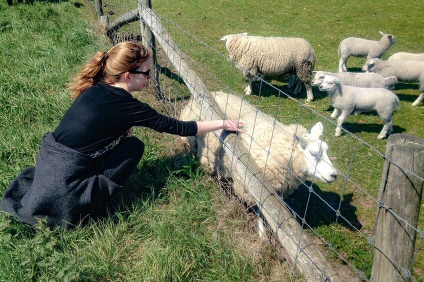 Texel Day Tour with Guide 3