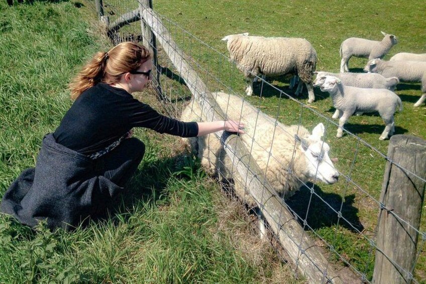 Texel Day Tour with Guide 3