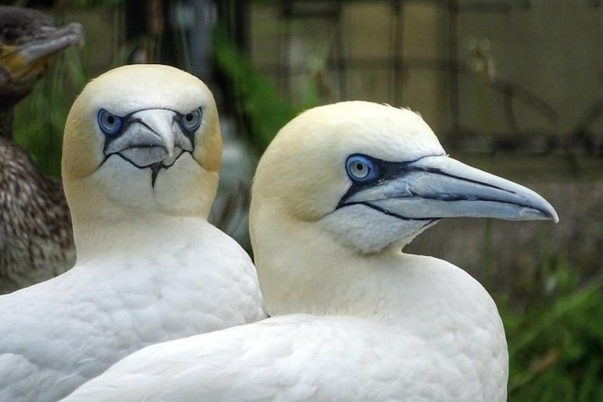 Two birds with white feathers and blue eyes. 2