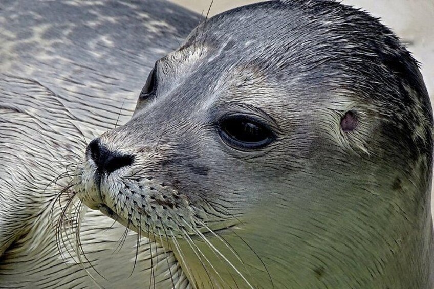 Texel Day Tour with Guide 4