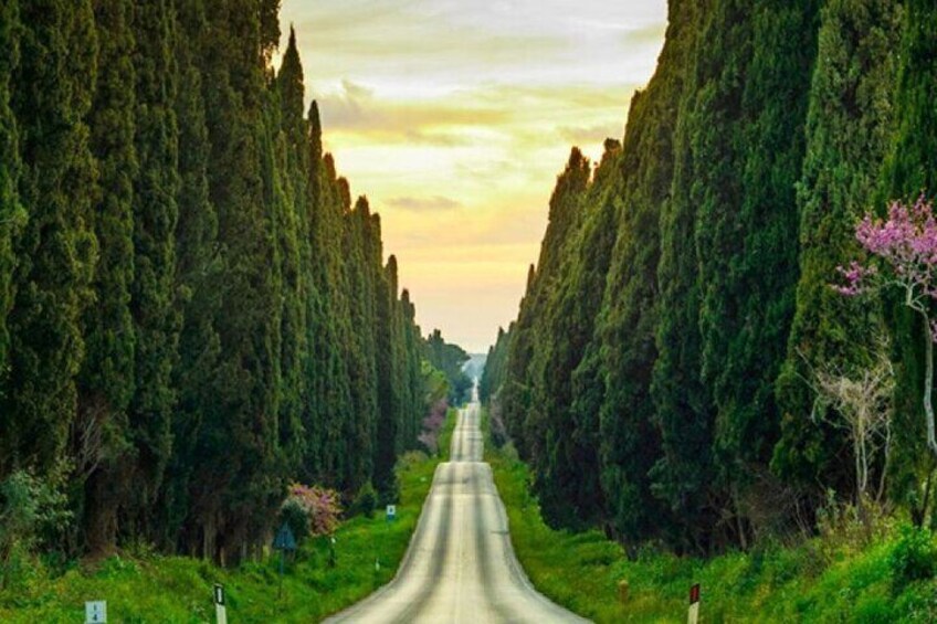 Cypress avenue of Bolgheri