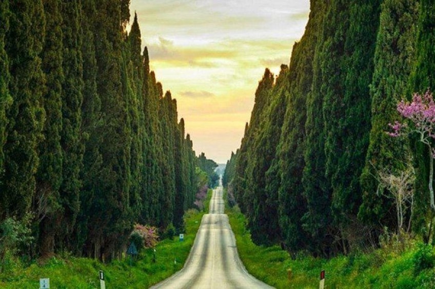 A road flanked by tall trees, leading towards a distant horizon. 1