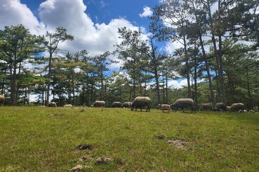 En flock får betar på en gräsig äng med träd i bakgrunden. 2