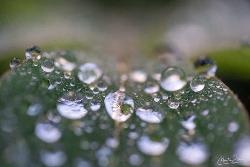 A close-up of a leaf with water droplets. 3