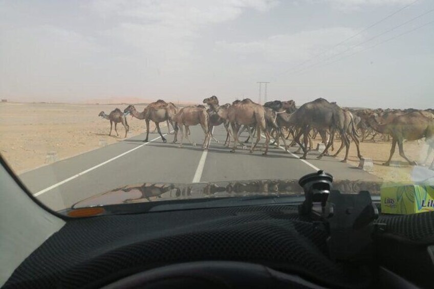 3 Days Desert Group Tour to Marrakech from Fes with Night in Erg Chebbi 5