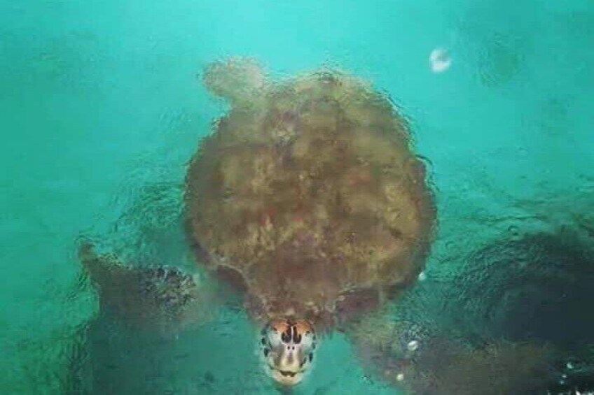 Snorkeling with Giant Turtles