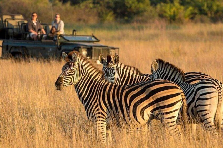 Zebre in un campo con un veicolo e persone sullo sfondo. 5