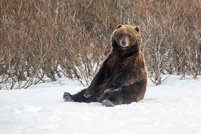 A bear sitting in the snow with bare trees in the background. 4