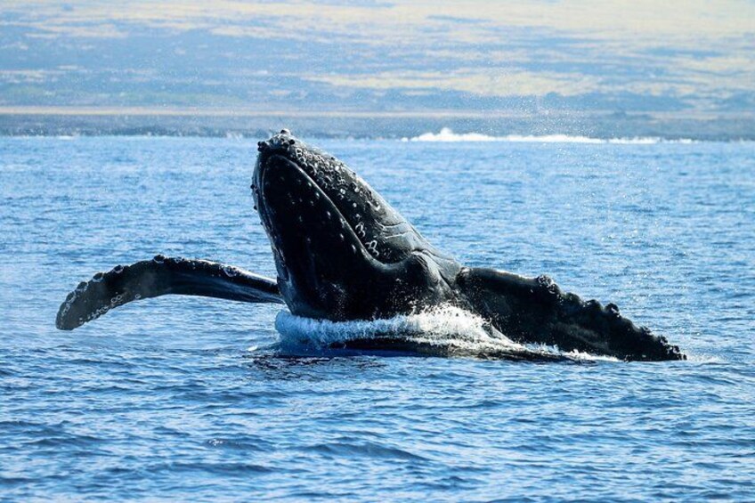 Een walvis springt uit het water. 5