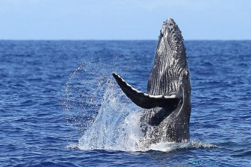 Een walvis springt uit de zee. 4