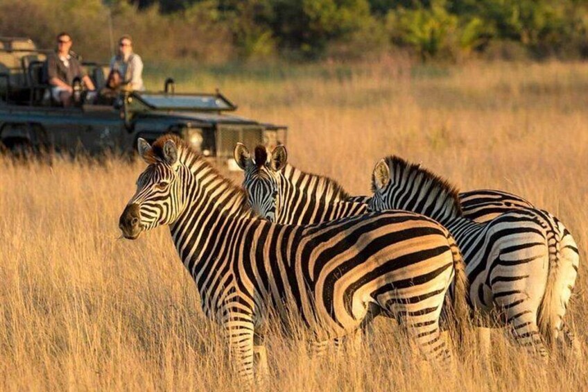 Full Day Safari From Durban to Hluhluwe-Imfolozi Game Reserve 5