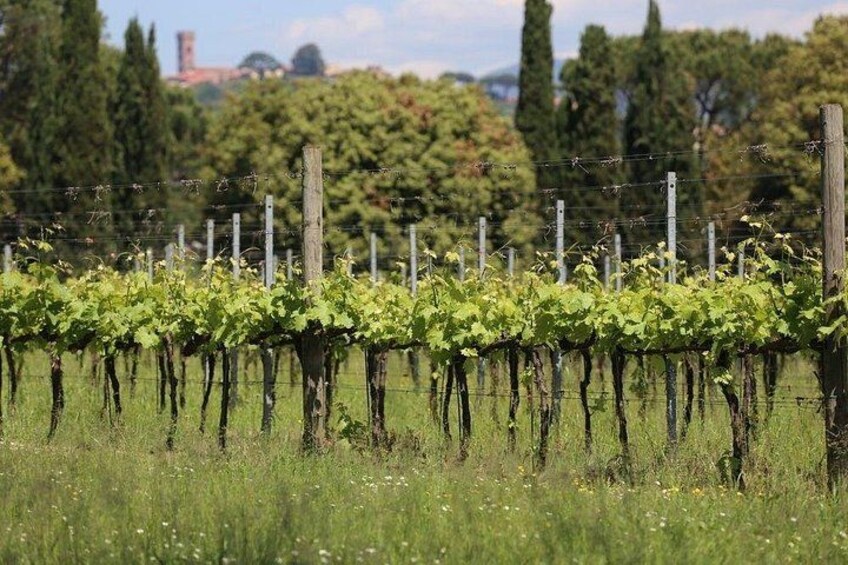 Wine tour and lunch in Lucca area 4