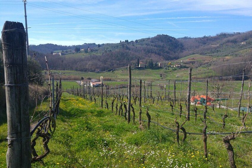 Wine tour and lunch in Lucca area 2