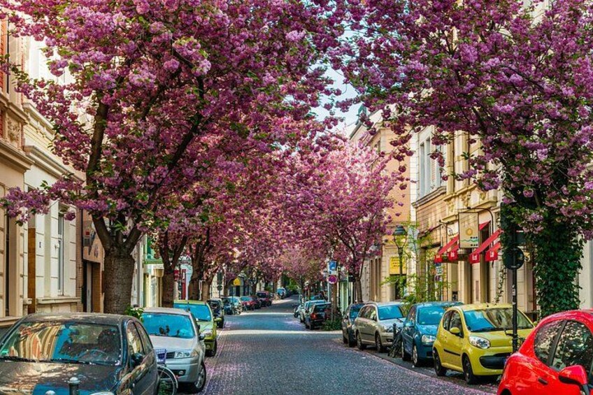 Beethoven and Bonn Highlights Tour from Cologne by Car 3