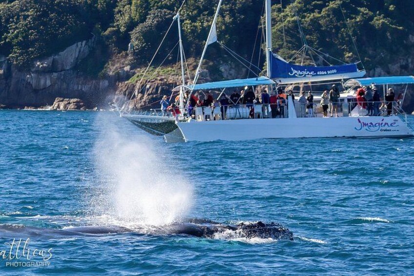 Port Stephens 3 Hour Whale and Dolphin Watch Cruise 3