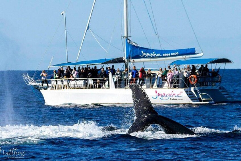 Port Stephens 3 Hour Whale and Dolphin Watch Cruise 1