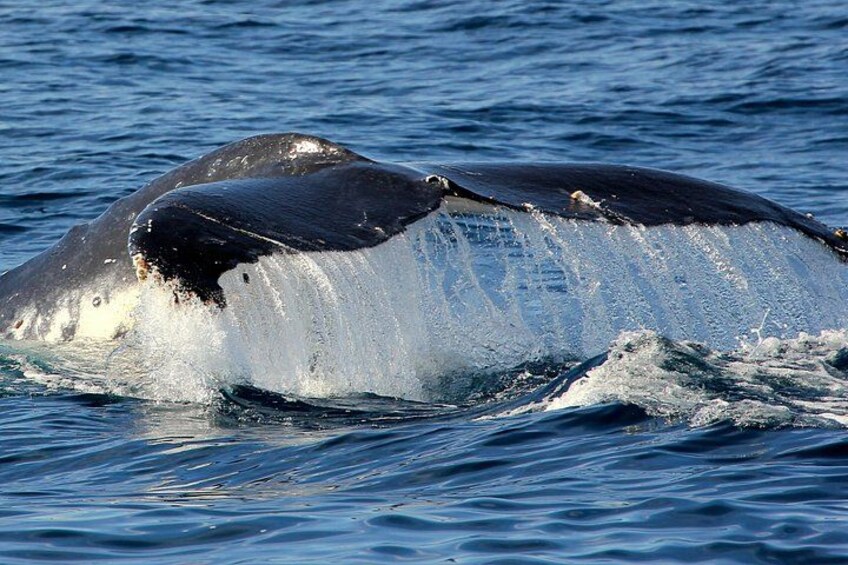 Port Stephens 3 Hour Whale and Dolphin Watch Cruise 3