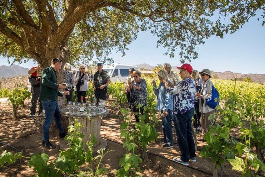 Villard Winery with exclusive guide + Premium Transfer 5