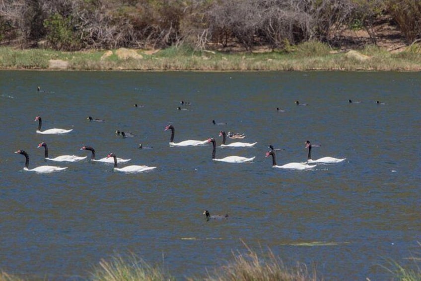 A group of swans swimming in a body of water with a grassy and bushy shoreline in the background. 2