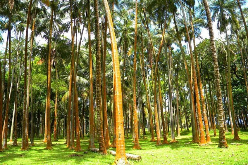 Full Day Tour of Reunion Island with Breakfast 2