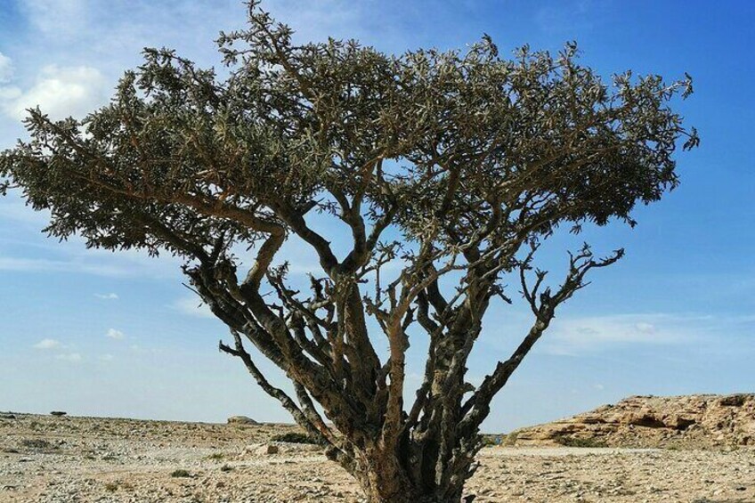 A solitary tree in a barren landscape. 1