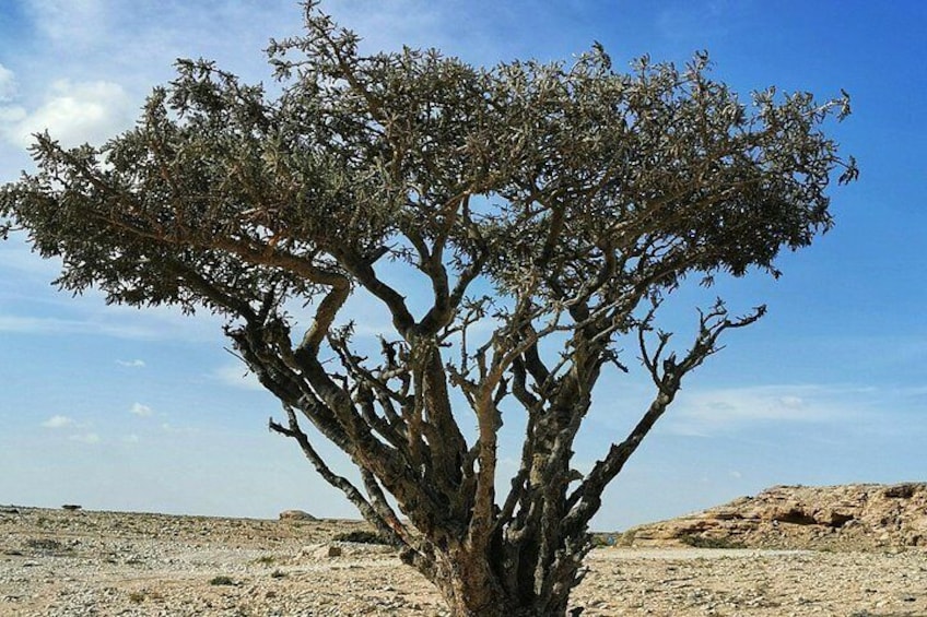 A solitary tree in a barren landscape. 5