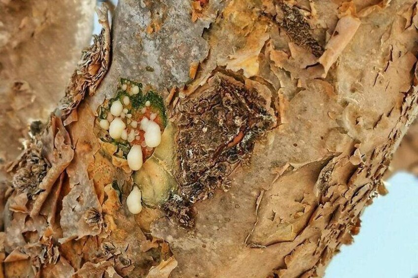 A tree with a nest containing eggs and chicks. 3