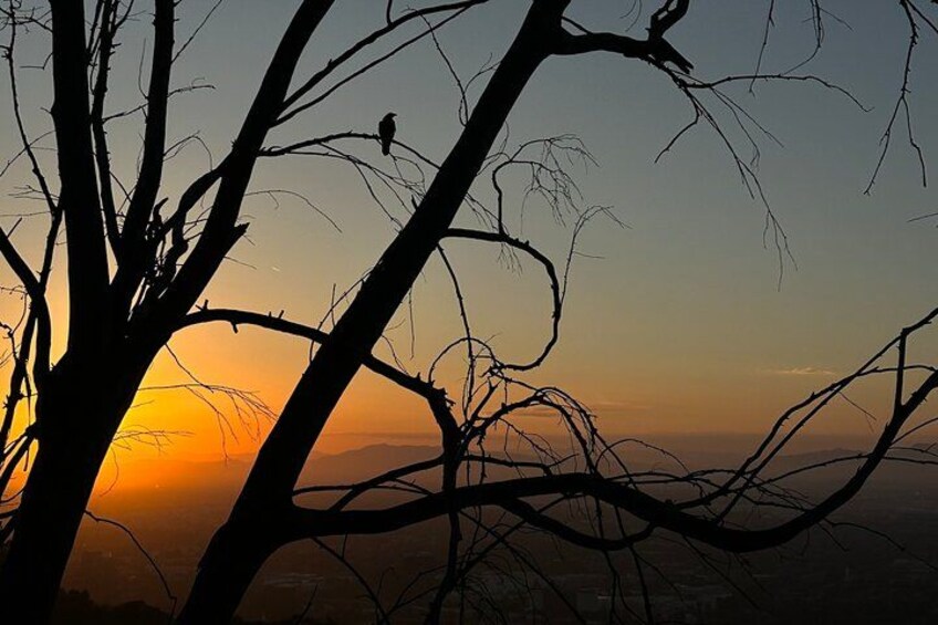 The Crow overlooking LA 2