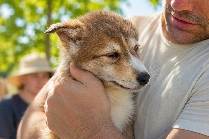 A person holding a small dog. 3