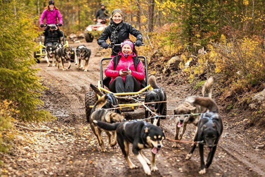 A person in a red jacket riding a cart pulled by dogs on a dirt path in a forest. 1