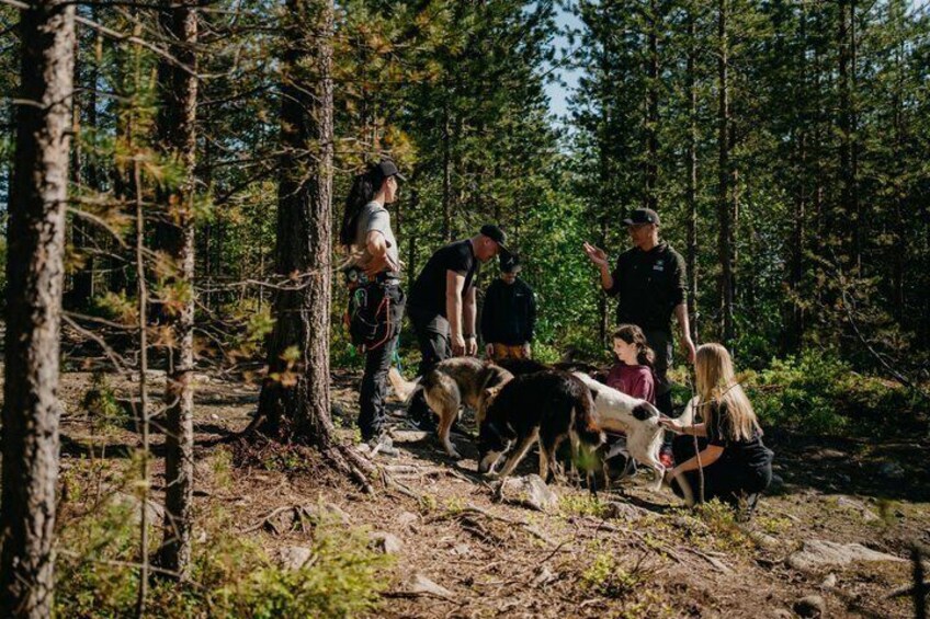A group of people in a forest with dogs. 3