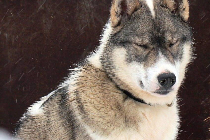 A close-up of a husky's face with snowflakes visible in the background. 2