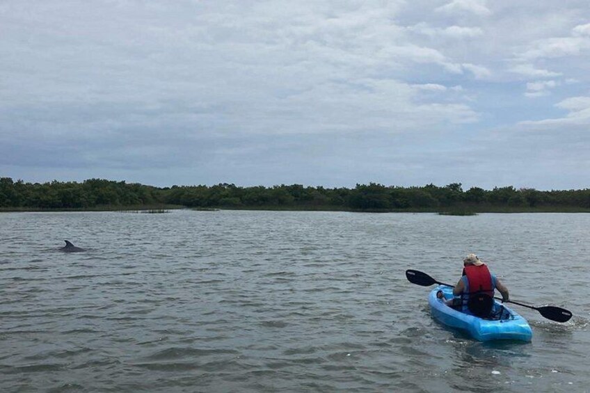 A person kayaking on a calm body of water with a dolphin in the distance and a forested shoreline. 4