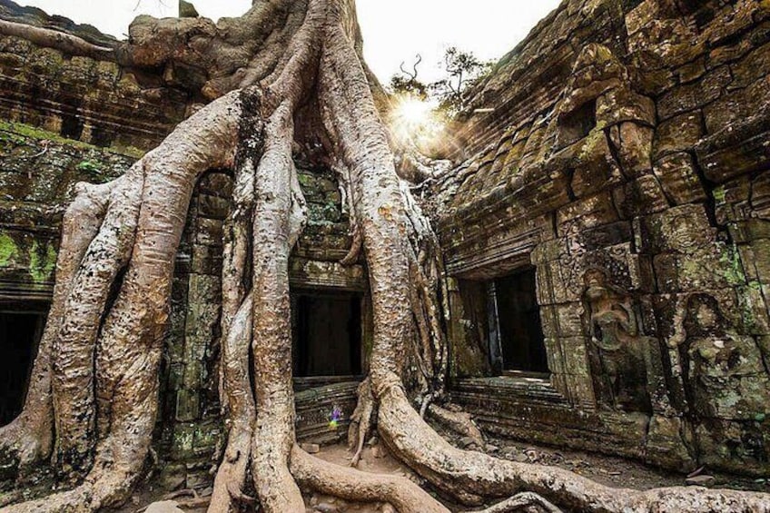 Ancient stone architecture with large tree roots intertwined with the structure. 4