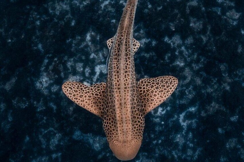 Un requin nage dans l’océan. 2