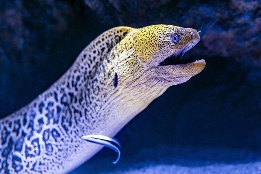 Un poisson au motif tacheté, avec un hameçon dans la bouche, sur un fond sombre. 5