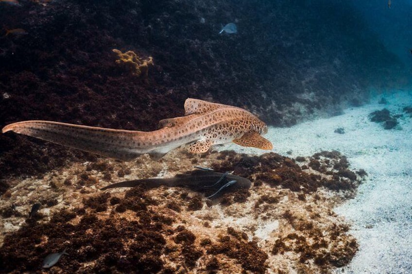 Une raie manta nageant près d’un récif corallien. 4