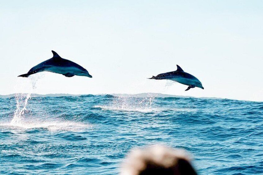 Deux dauphins sautent hors de l’eau. 3