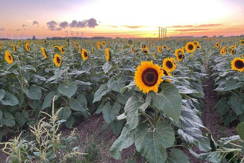 stop by the sunflowers when blooming 4